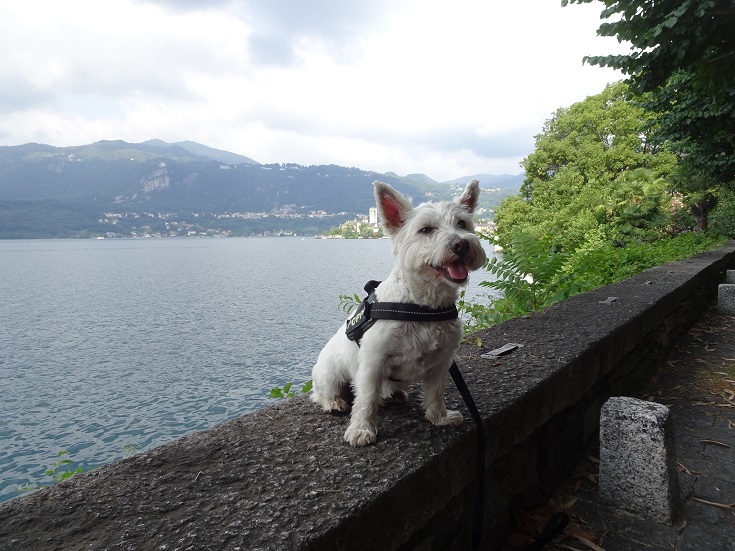 poppy the westie poeing by the lake