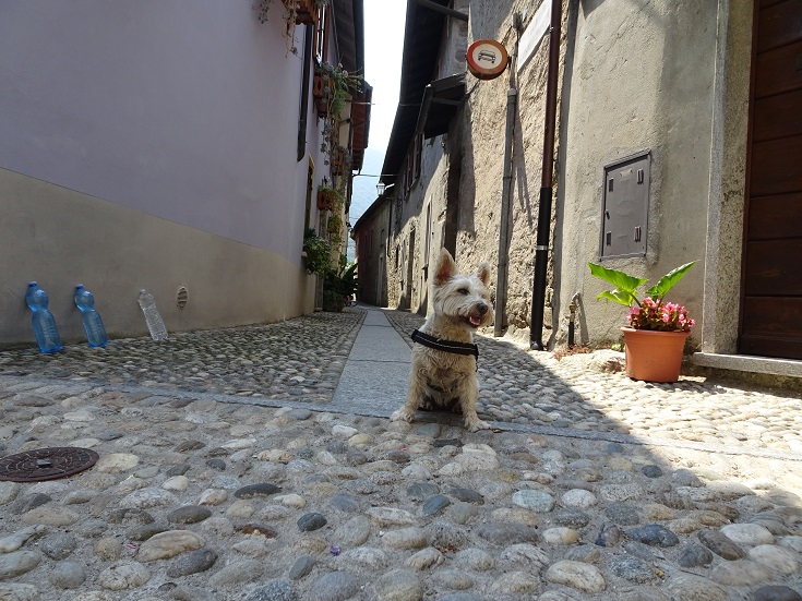 poppy the westie resting in cannobia