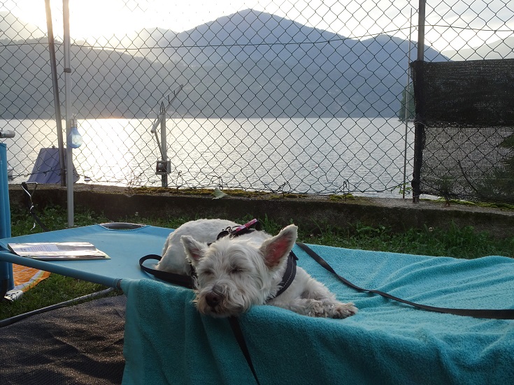 poppy the westie snoozing after the storm