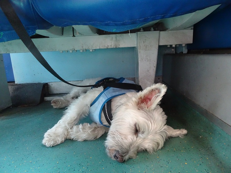 poppy the westie snoozing on train to Deiva Marina