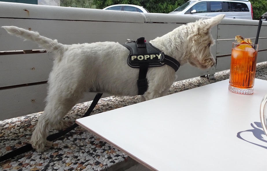 poppy the westie sprits curious