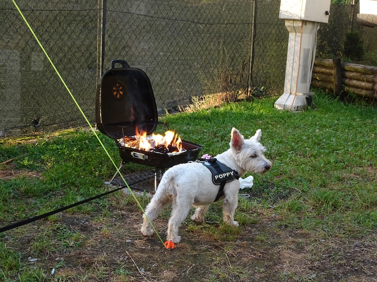poppy the westie failing to get to the sausages