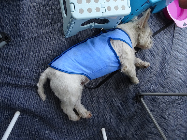 poppy the westie wearing her cool shirt crashed out