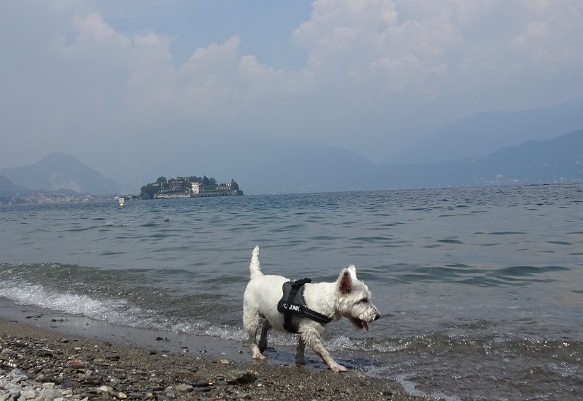 poppy the westie with isola bella in distance