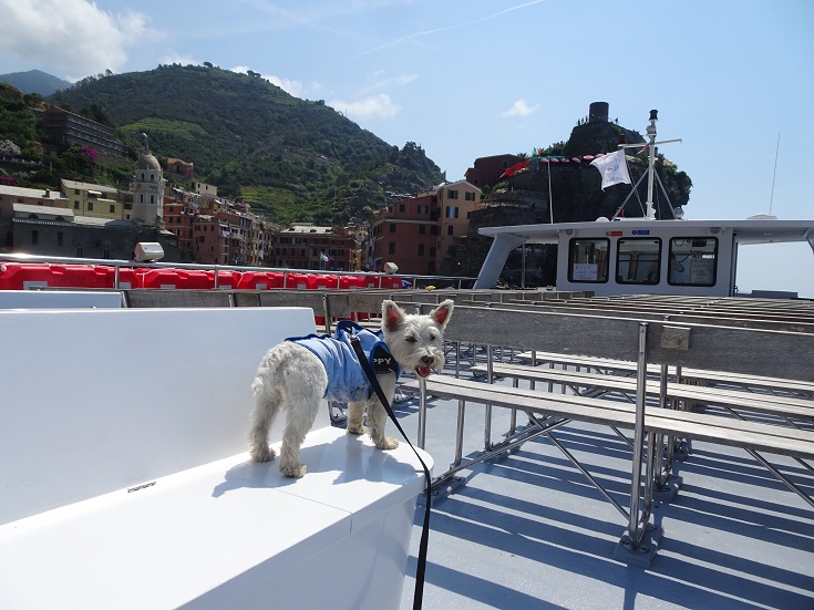 poppy the westy on ferry to Monterossa