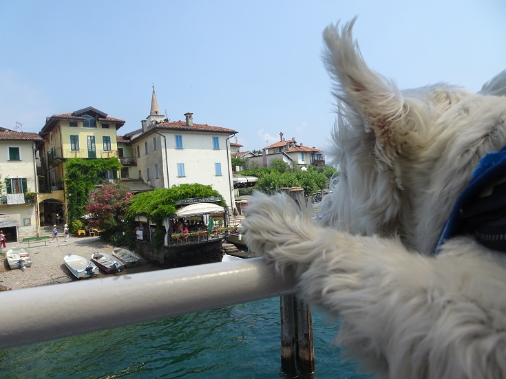 poppy the westie viewing isola supiriore