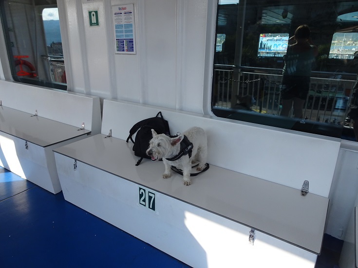 poppysocks claims her spot on blu nave ferry
