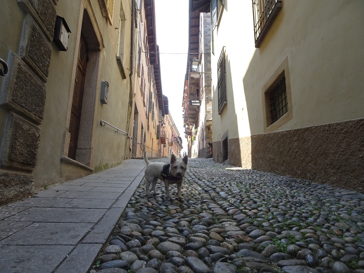 poppy in cannobia street