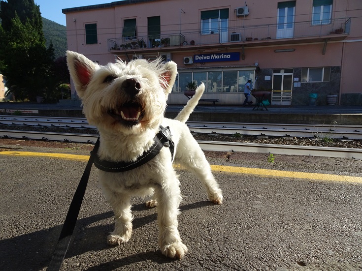 poppysocks in deiva marina train station