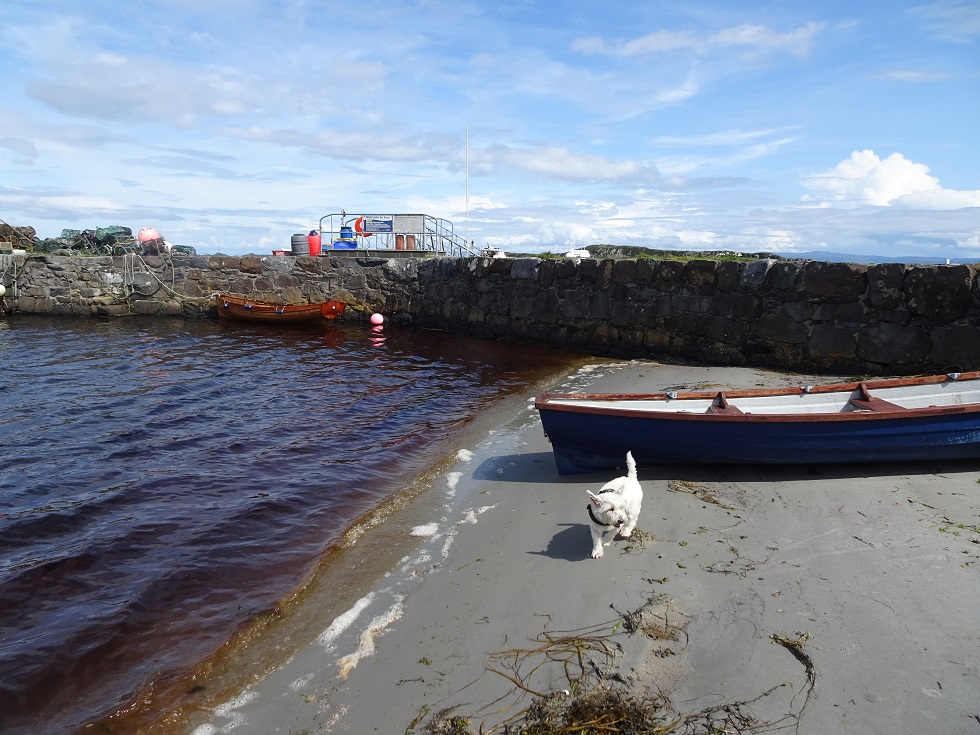 poppy the westie at Craighouse Jura