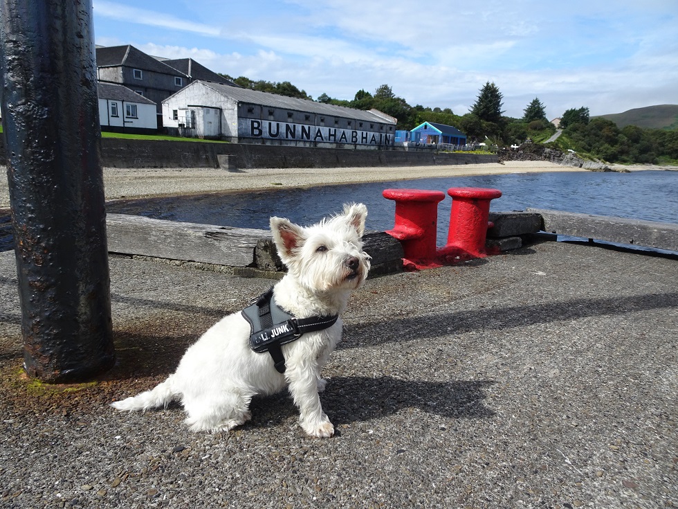 poppy the westie at bunahabain distillery