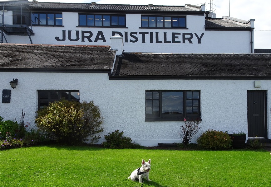 Poppy the westie at the Jura distillery