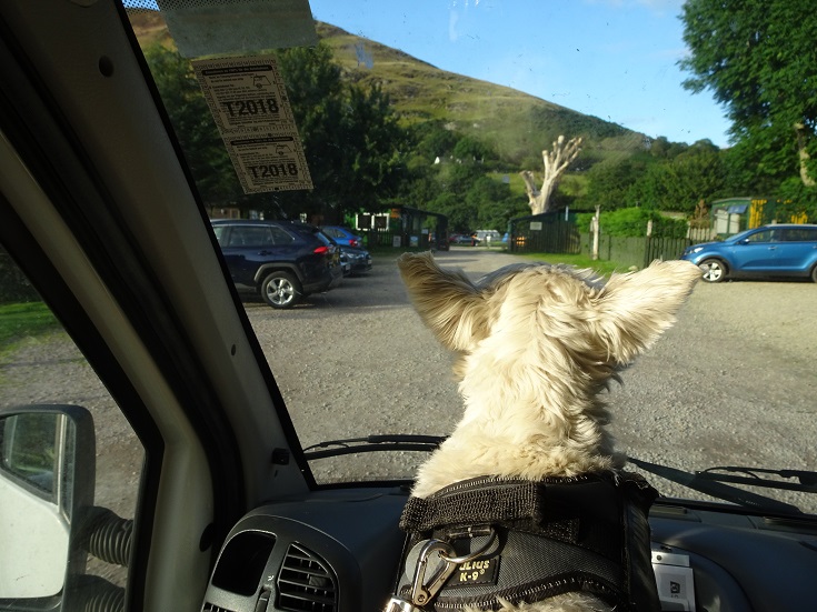 poppy the westie guiding betsy into camp