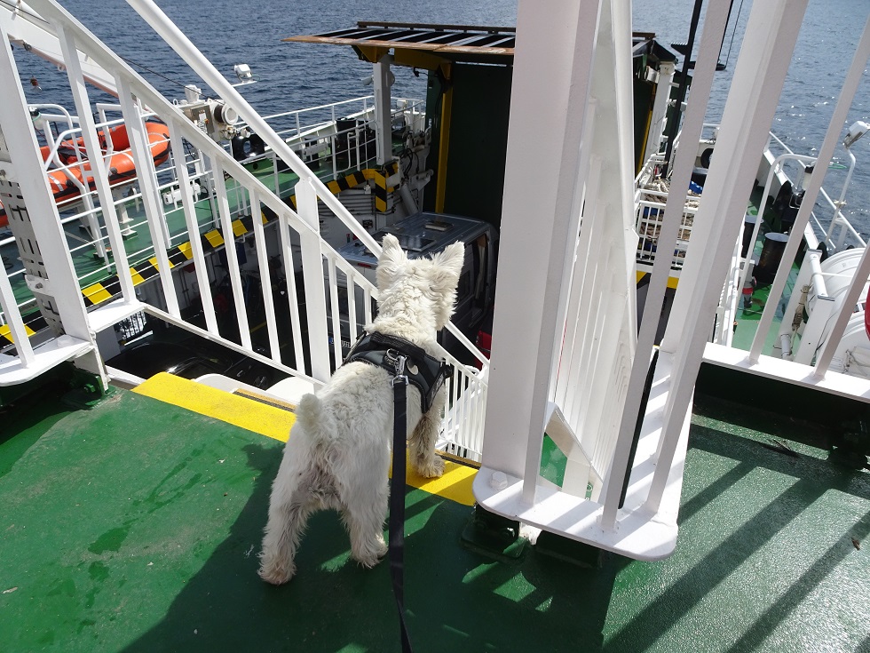 poppy the westie on the deak of the Lochranza Ferry Catriona