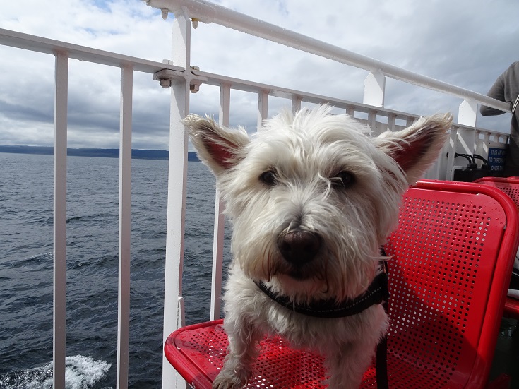 poppy the westie on the lochranza ferry