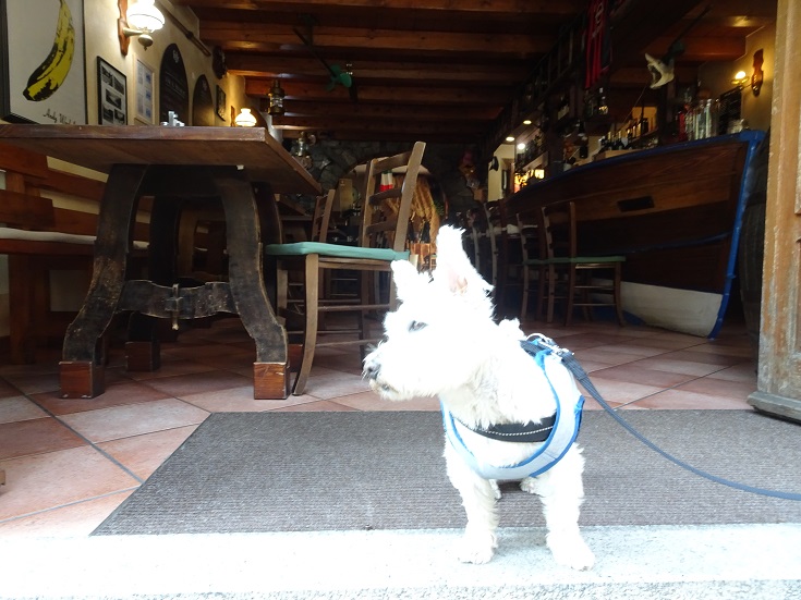 poppy the westie outside Sano Banano