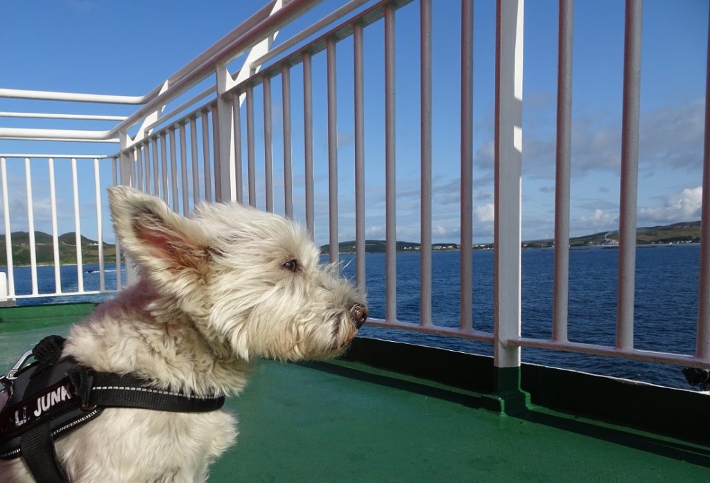 Poppysocks on the Islay Ferry deck