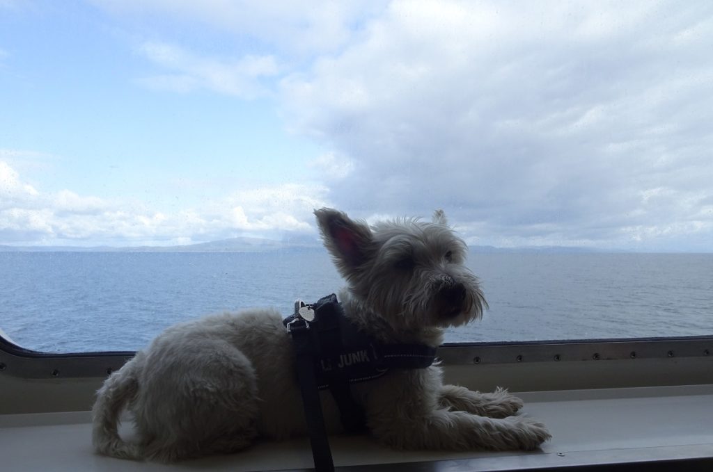 poppy the westie on the ferry window with Jura in the distance