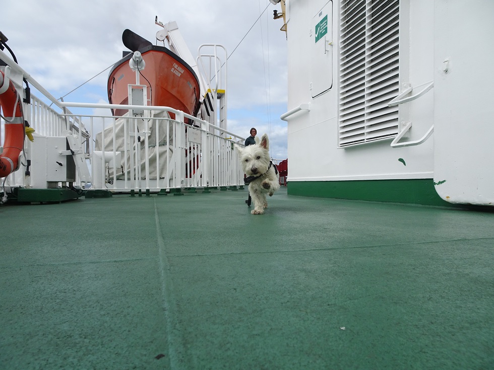 poppysocks off leash on the Islay ferry