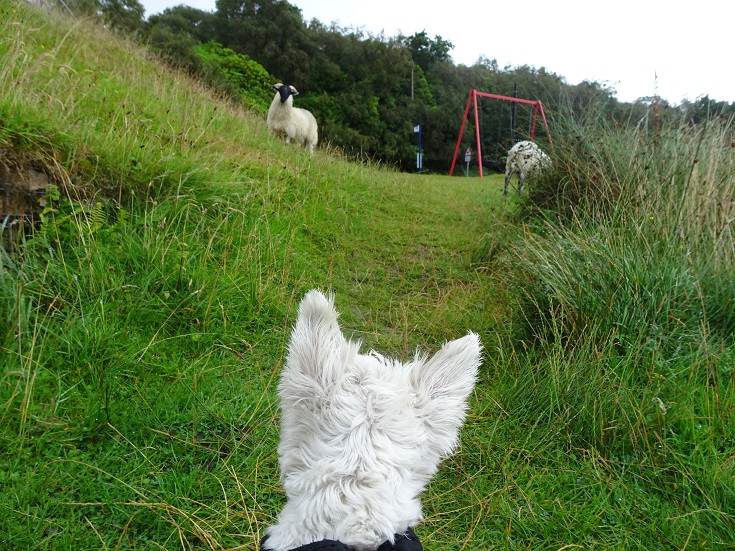 poppysocks stairing out a sheep