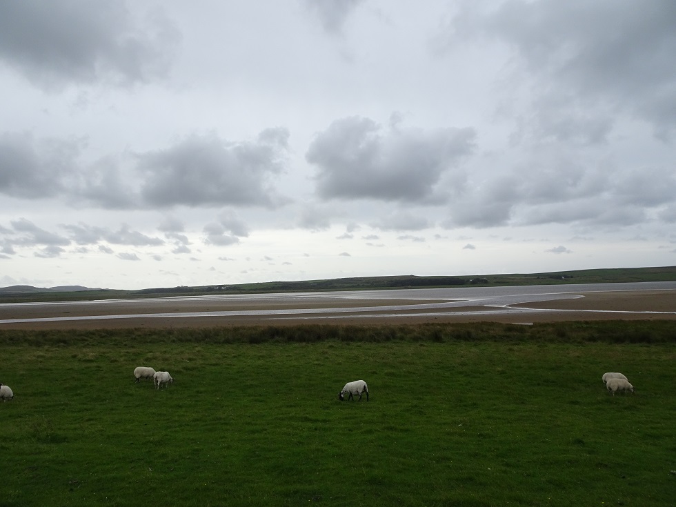 sheep sand at Loch Gruinart