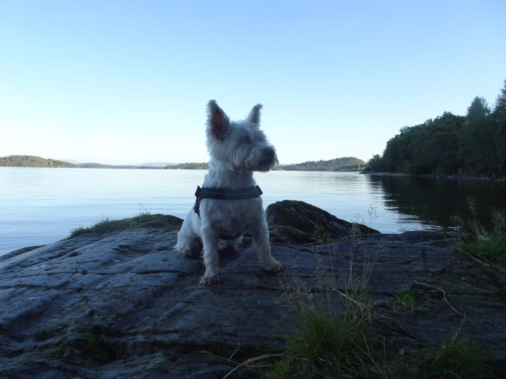 poppy the westie sitting on the backs of loch lomond