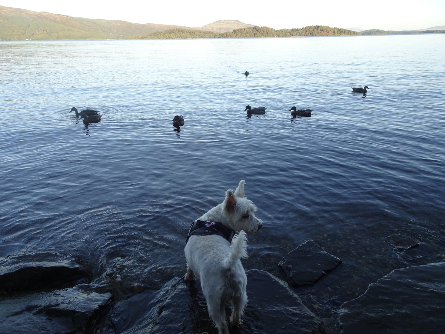Loch Lomond Poppy the westie and ducks