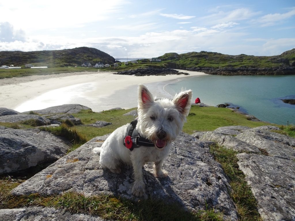 Poppy the westie at Achmelvich