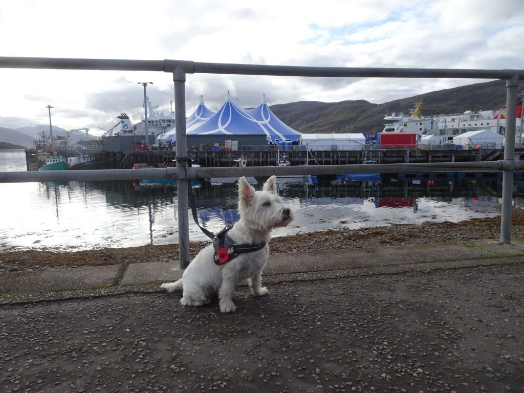 poppy the westie at loopallu