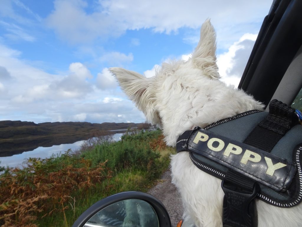 poppy the westie going to Achnahaird Beach