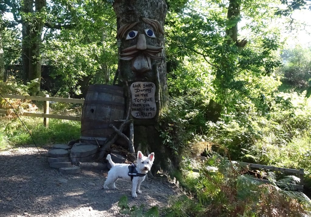 poppy the westie in the fairy glen Luss 