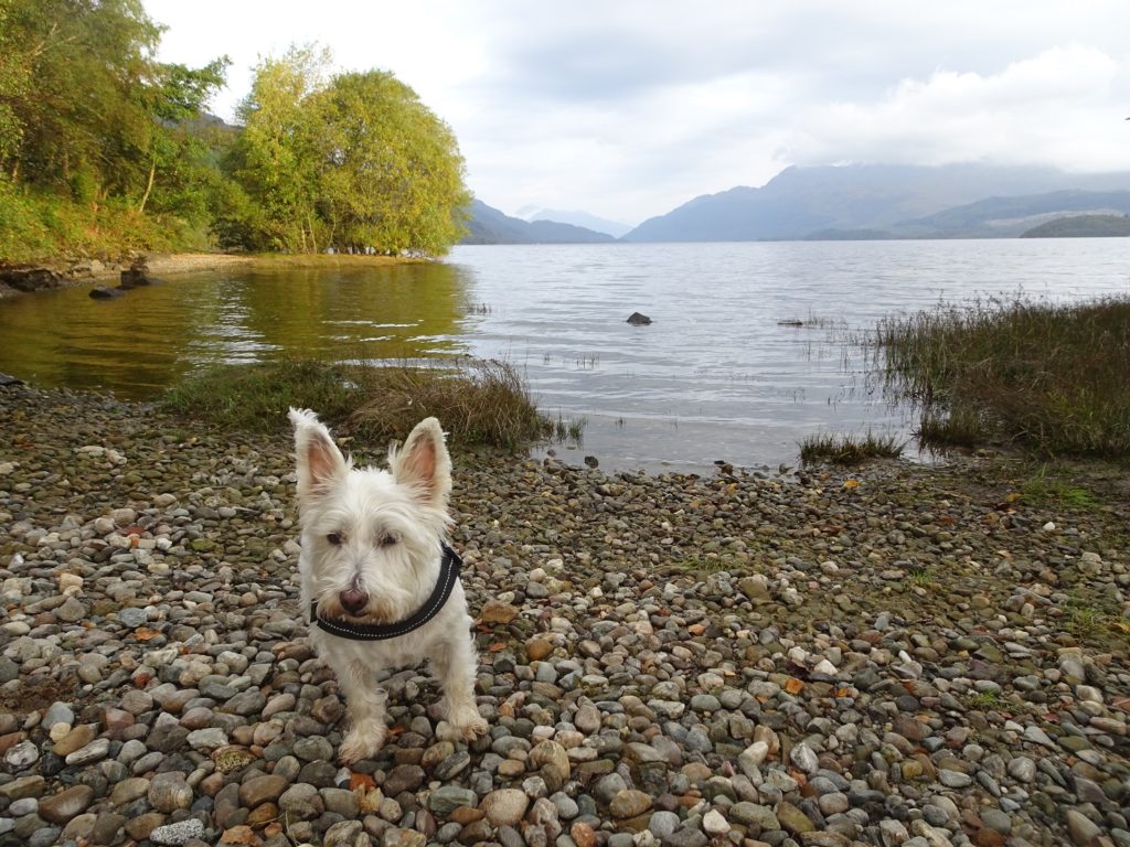 poppy the westie morning walk at loch lomond