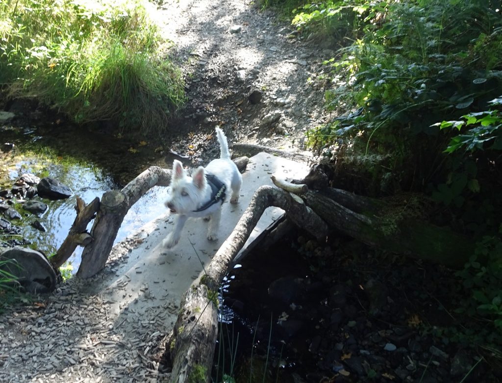 poppy the westie on bridge in fairy glen