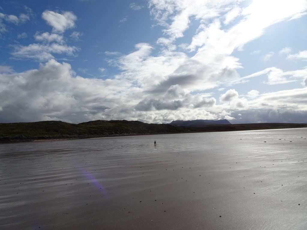 poppy the westie on the sands of Achnahaird Beach