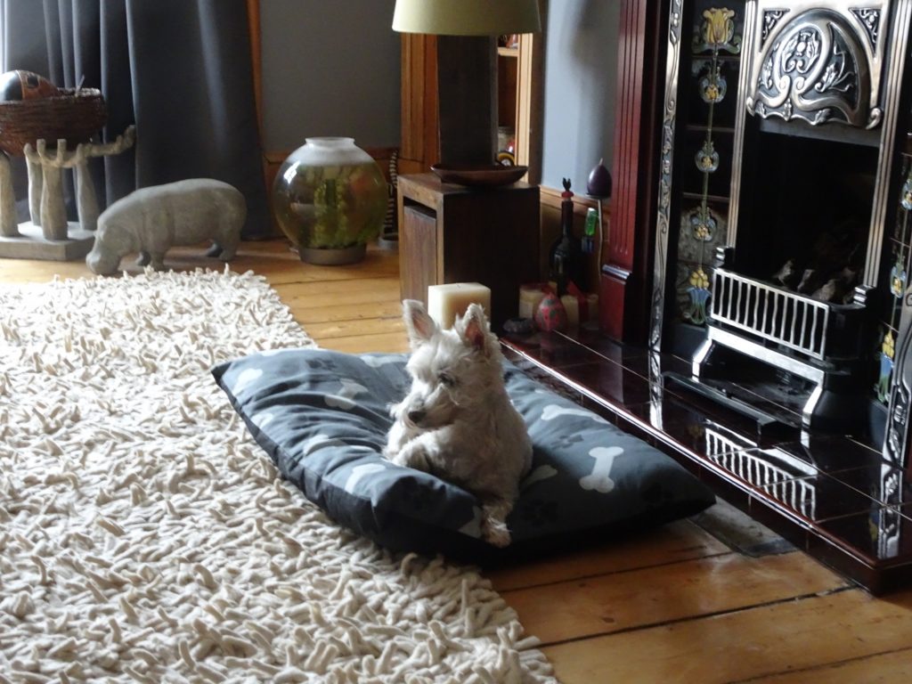 poppy the westie snoozing in front of the fire