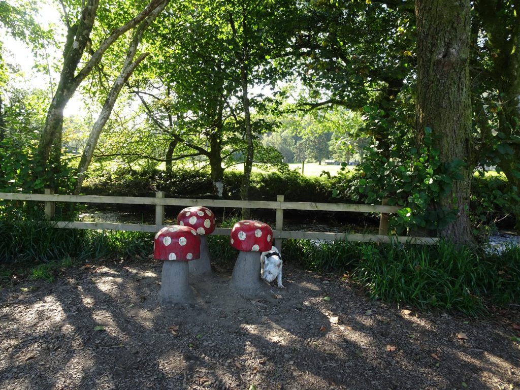 poppysocks investigating toadstools