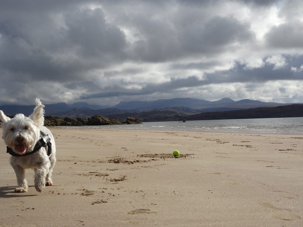 poppy the westie on big sands with mountains in distance