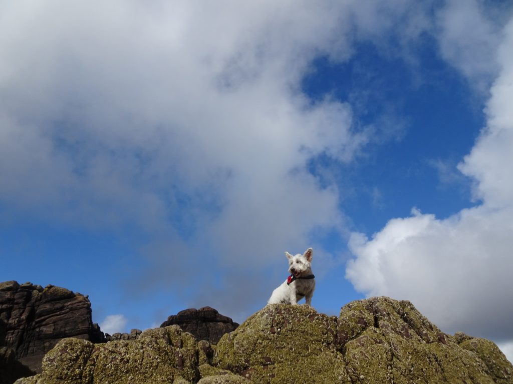 poppy the westie rock climbing in wester ross