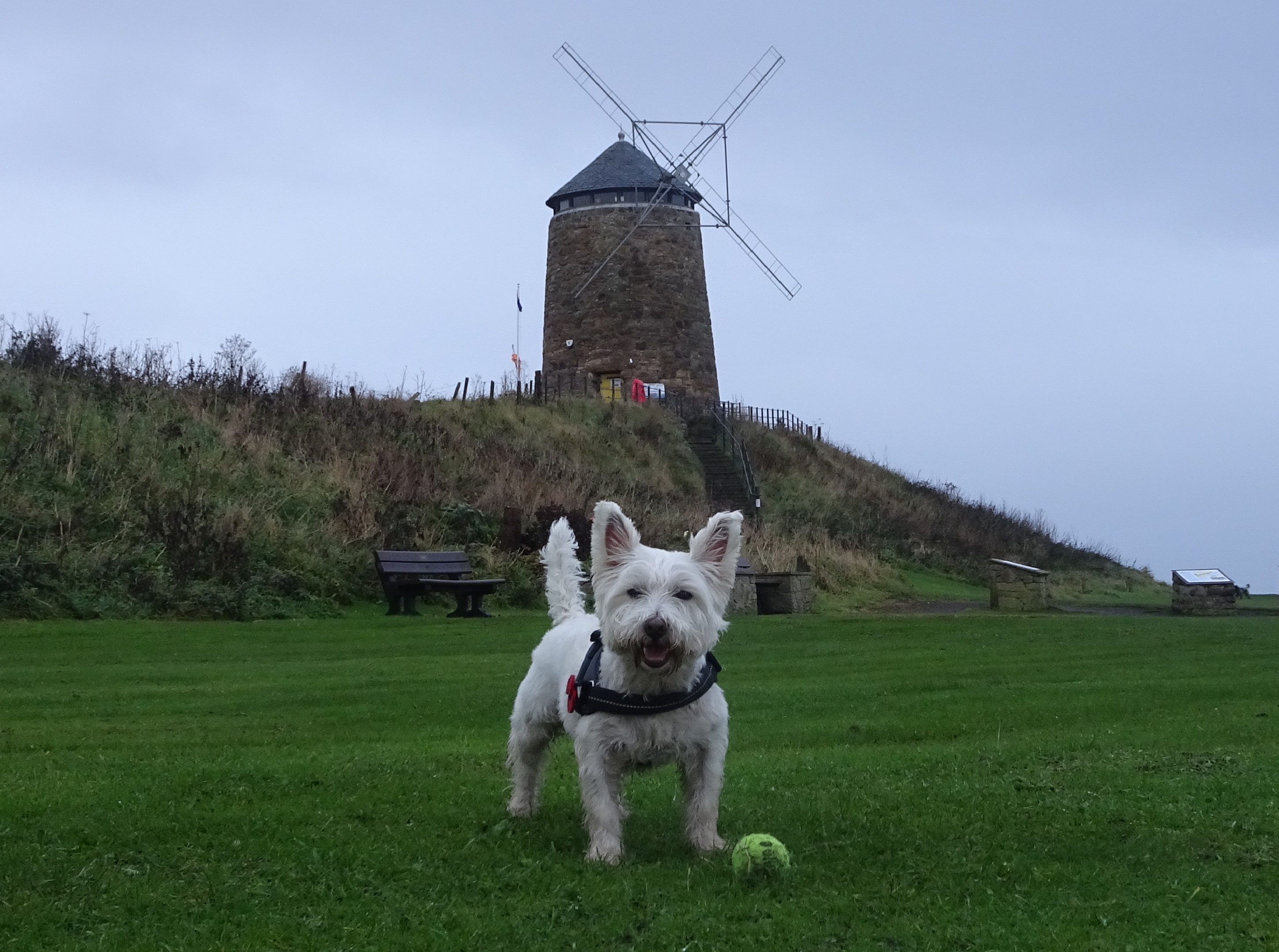 poppy the westie at st monens windmill