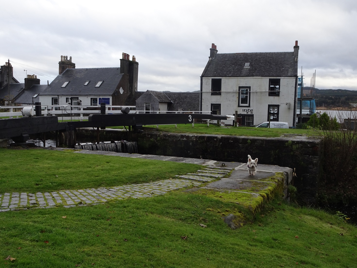 poppy the westie on a lock at crinan canal