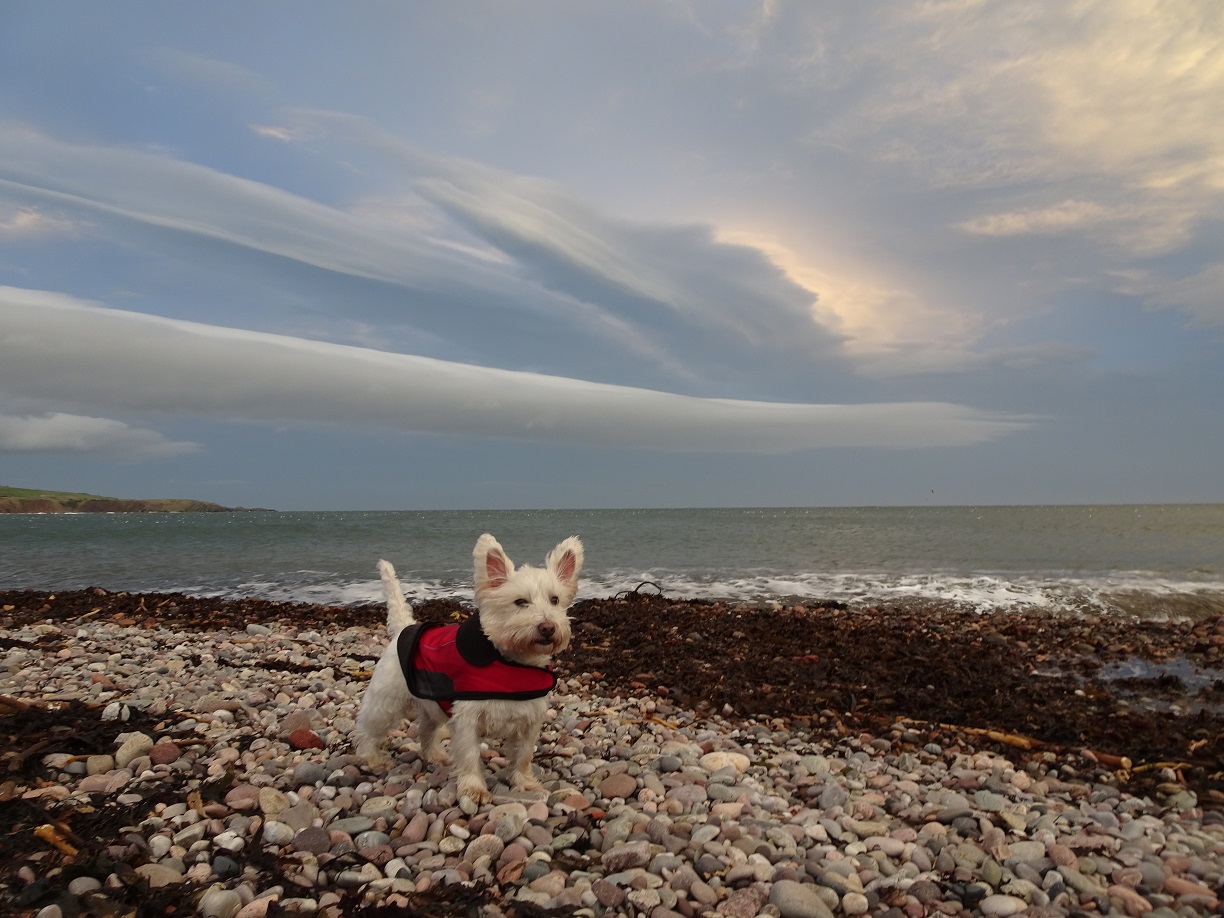 poppy the westie at stonehaven beach