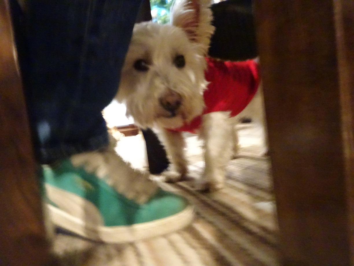 poppy the westie at the creel inn