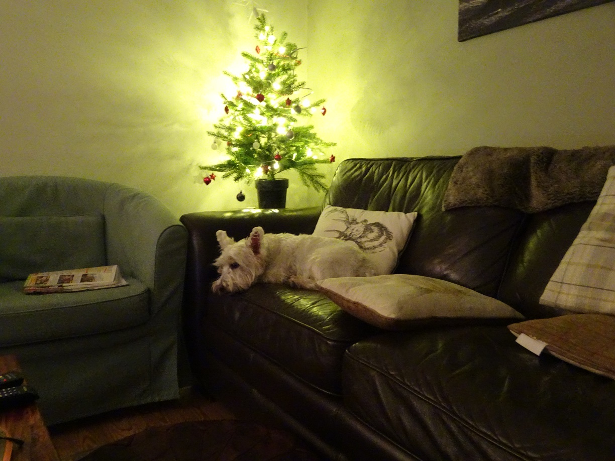 poppy the westie chilling out