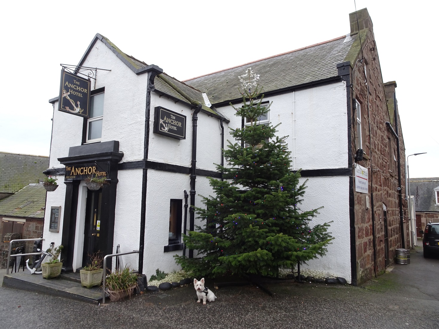 poppy the westie in Johnshaven