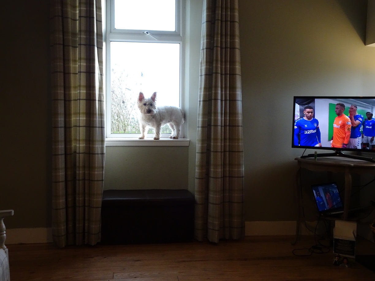 poppy the westie waiting for the game to start