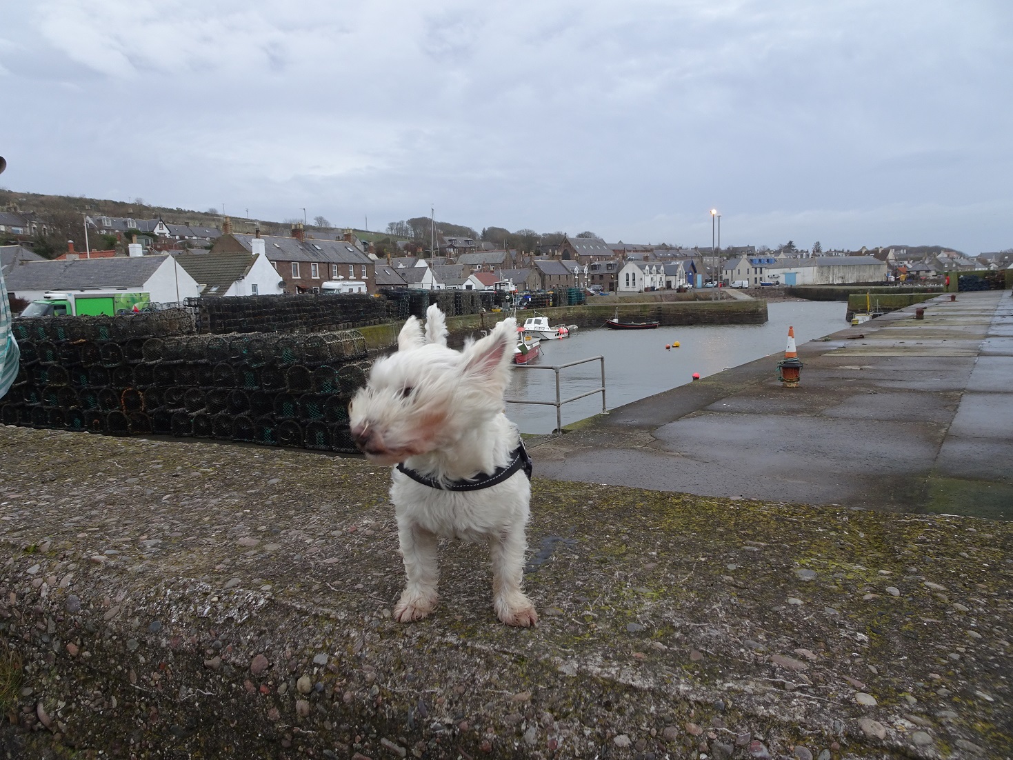 poppy the westie with the wind