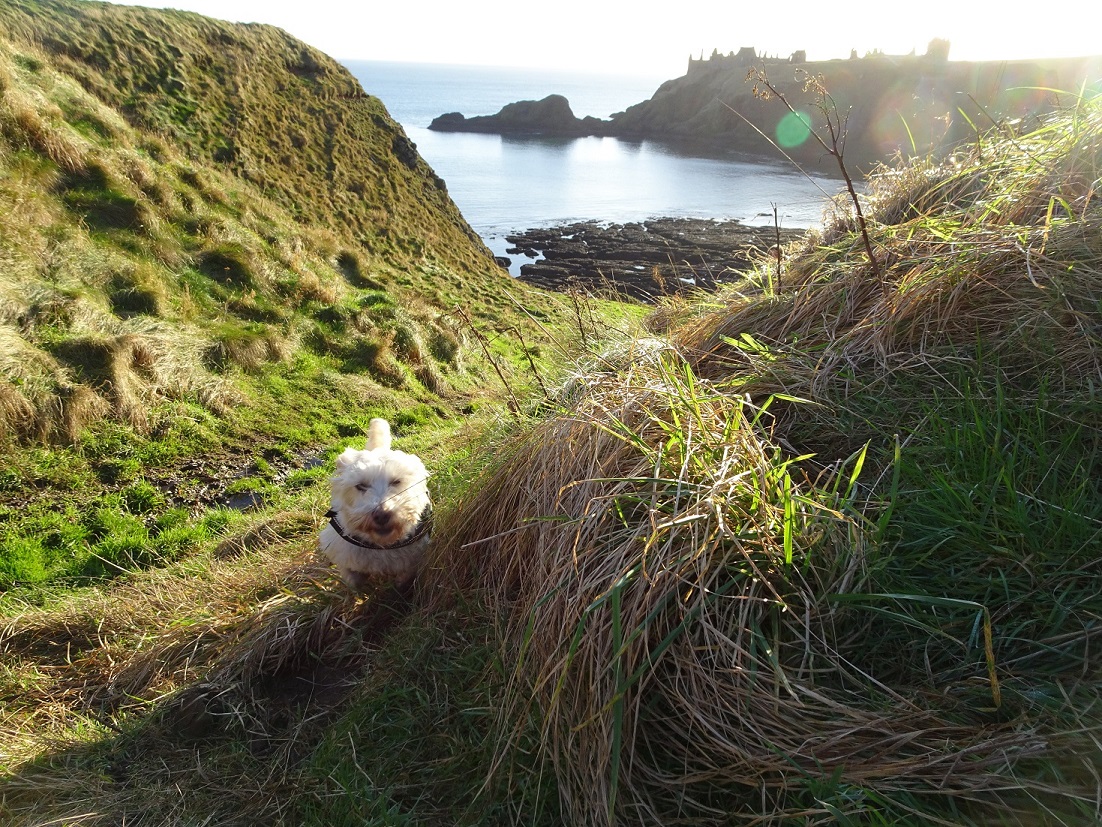 Poppy the westie at the top of the cliff