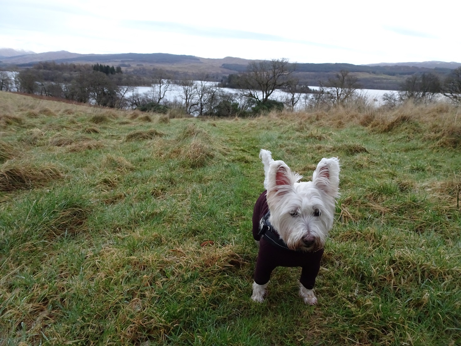 poppy the westie above loch Awe