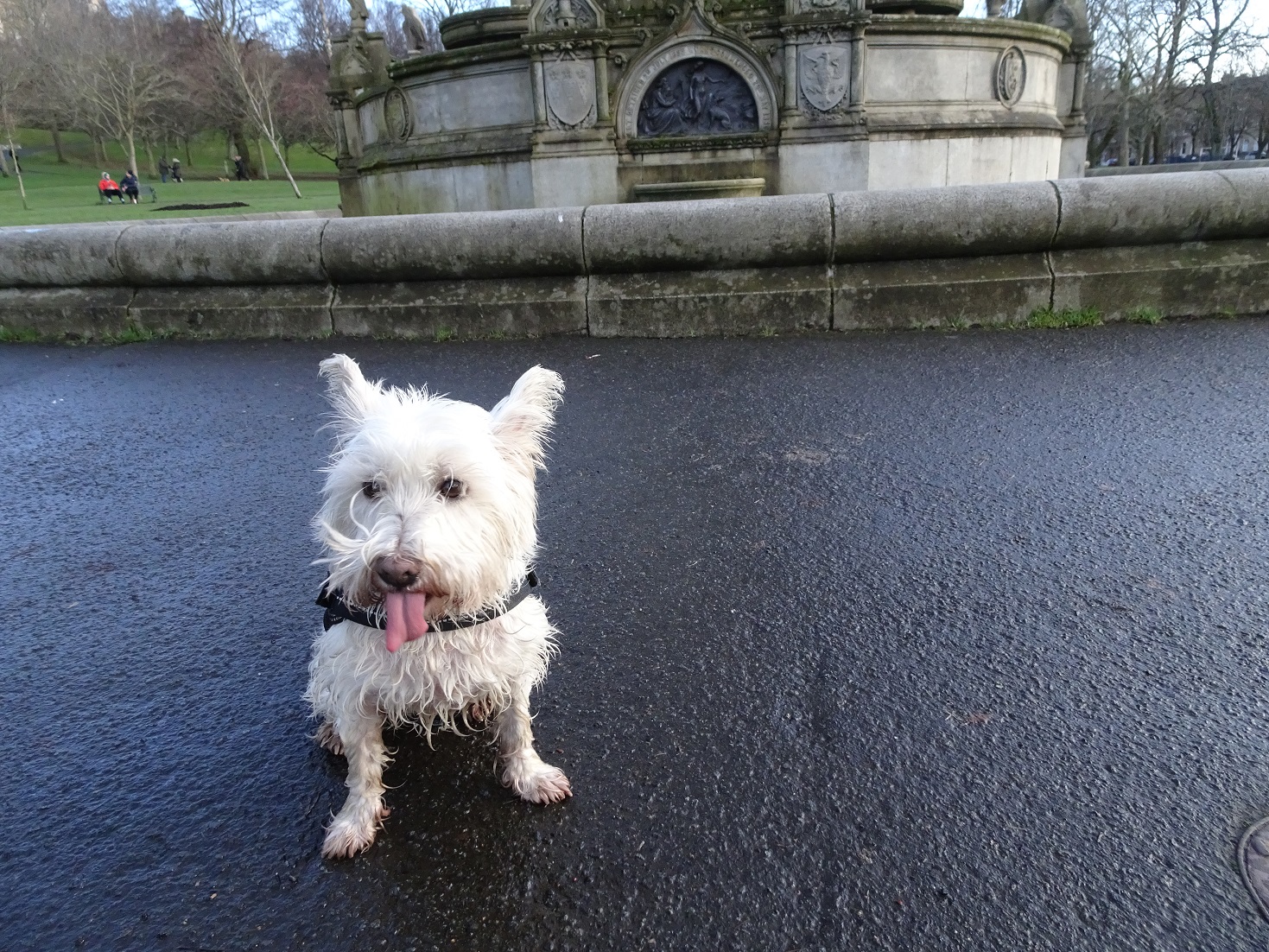 poppy the westie after fountain incident