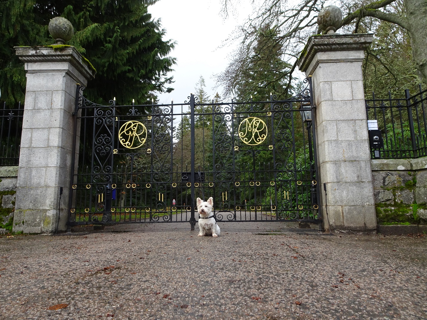 poppy the westie at balmorral